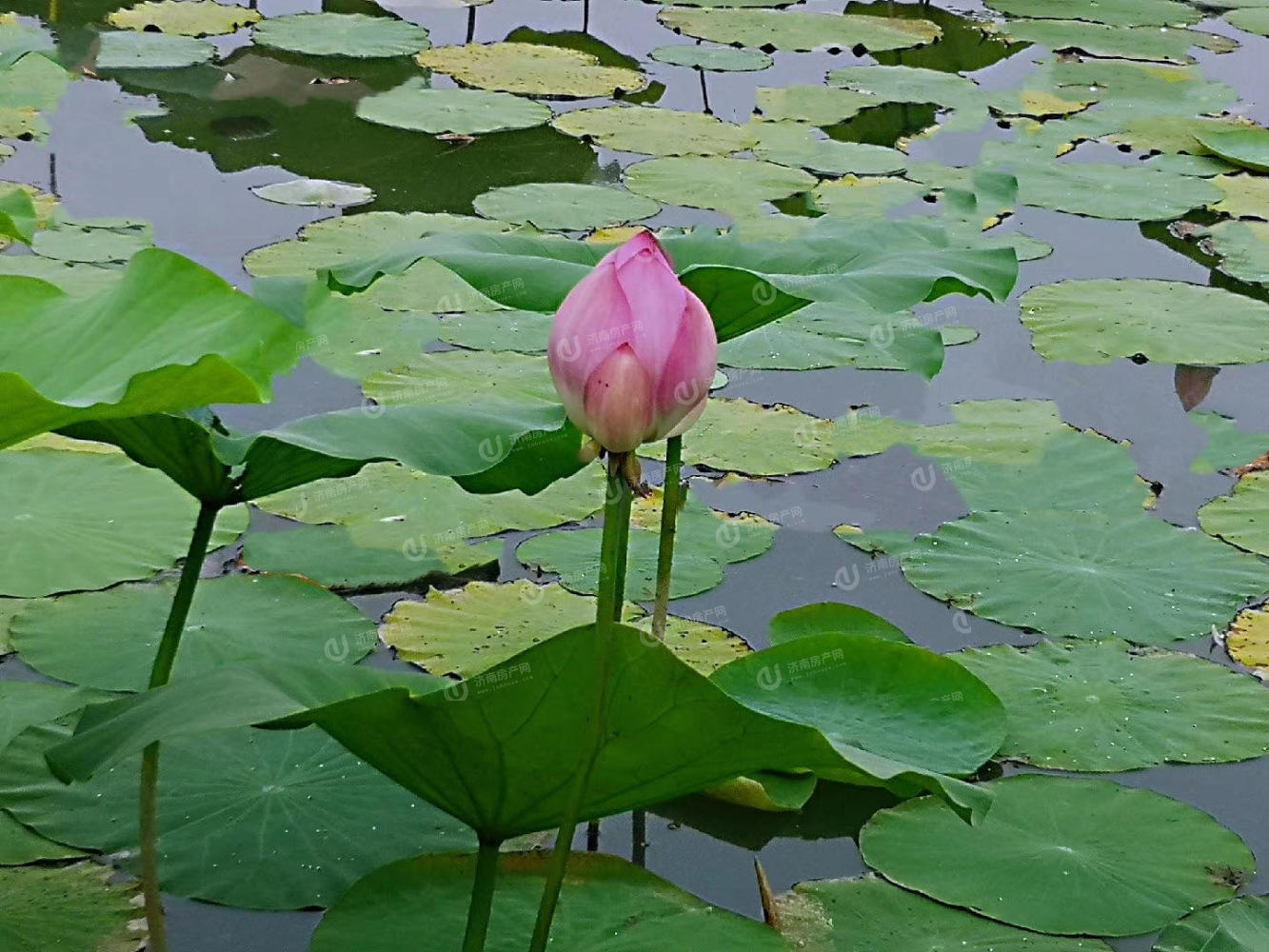 
                            荣盛华府（东第华府） 